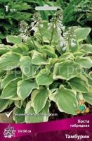 Хоста гибридная Тамбурин Хоста гибридная Тамбурин