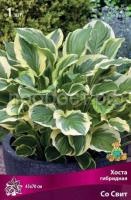 Хоста гибридная Со Свит Хоста гибридная Со Свит