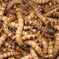 Насекомое Зофобас 1кг Насекомое Зофобас 1кг