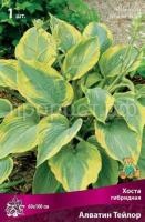 Хоста гибридная Алватин Тейлор-bordo