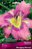 Лилейник гибридный Милдред Митчел Лилейник гибридный Милдред Митчел