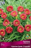 Лилейник гибридный Силоам Грейс Стамайл Лилейник гибридный Силоам Грейс Стамайл