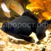 Телескоп  Телескоп