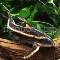 Платидорас полосатый  Платидорас полосатый