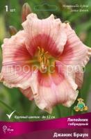 Лилейник гибридный Джанис Браун Лилейник гибридный Джанис Браун