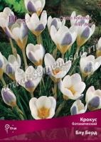 Крокус Блу Берд Крокус Блу Берд