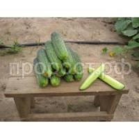 Огурец Аякс F1 Огурец Аякс F1