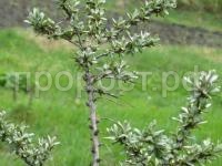 облепиха алей облепиха алей