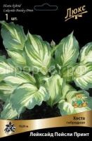 Хоста гибридная Лейксайд Пейсли Принт Хоста гибридная Лейксайд Пейсли Принт