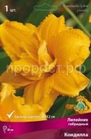 Лилейник гибридный Кондилла Лилейник гибридный Кондилла