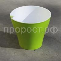 Афина-киви-600x600 Афина-киви-600x600