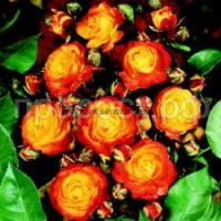 Без названия Без названия