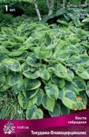 Хоста гибридная Токудама Флавоцирциналис Хоста гибридная Токудама Флавоцирциналис