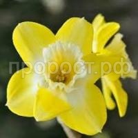 Без названия (1)