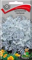Цинерария Серебряная Цинерария Серебряная