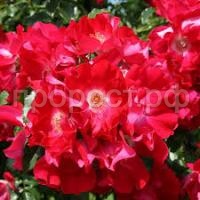 Без названия Без названия