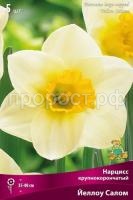 narciss_krupnokoron_yellow_salome_kaper (1) narciss_krupnokoron_yellow_salome_kaper (1)