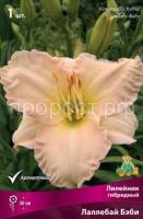 Лилейник гибридный Лаллебай Бэби Лилейник гибридный Лаллебай Бэби