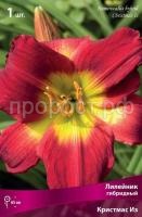 Лилейник гибридный Кристмас Из Лилейник гибридный Кристмас Из