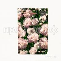 Гвоздика Перистая Лунное сияние 200,3 Каприс