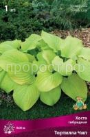 Хоста гибридная Тортилла Чип Хоста гибридная Тортилла Чип