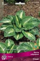 Хоста гибридная Стинг Хоста гибридная Стинг