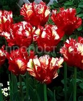 Эстелла Рижнвельд Эстелла Рижнвельд