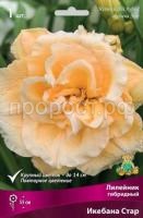 Лилейник гибридный Икебана Стар Лилейник гибридный Икебана Стар