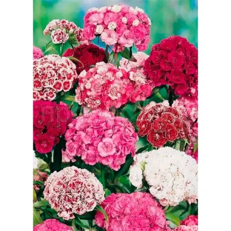 Гвоздика турецкая махровая смесь окрасок 0,2г