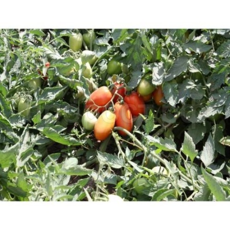 Томат Инкас F1 1000шт Томат Инкас F1 1000шт