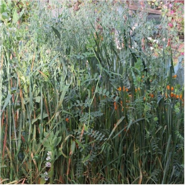 Семена трав Вико-овсяная смесь 0,5 кг