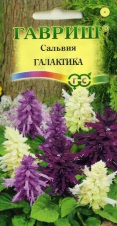 Сальвия Галактика карликовая смесь 6шт Сальвия Галактика карликовая смесь 6шт