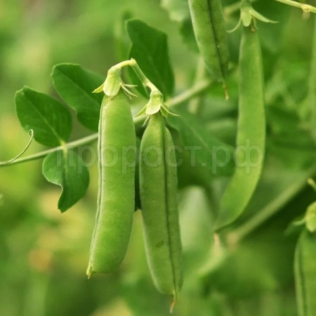 Горох Юрга 25г Горох Юрга 25г