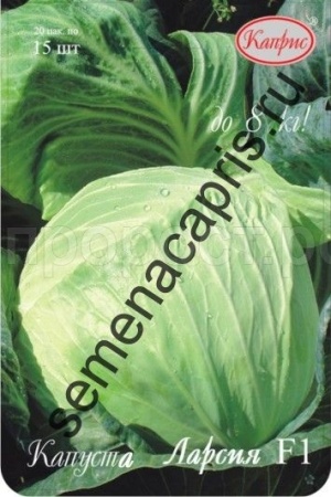 Капуста белокочанная Ларсия F1 20*15шт  Капуста белокочанная Ларсия F1 20*15шт