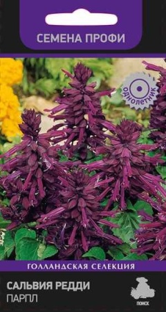 Сальвия Редди Парпл 10шт Сальвия Редди Парпл 10шт