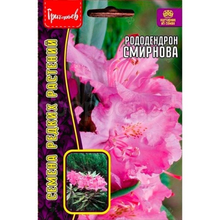 Рододендрон Смирнова 10 шт  Рододендрон Смирнова 10 шт