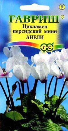 Цикламен персидский Анели 3шт  Цикламен персидский Анели 3шт