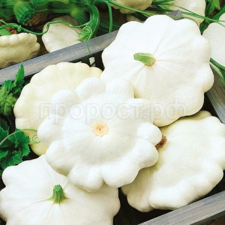 Патиссон Диск 5г XXXL Патиссон Диск 5г XXXL