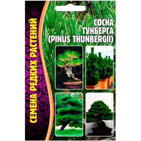 Сосна Тунберга (Pinus thunbergii) 10шт Сосна Тунберга (Pinus thunbergii) 10шт