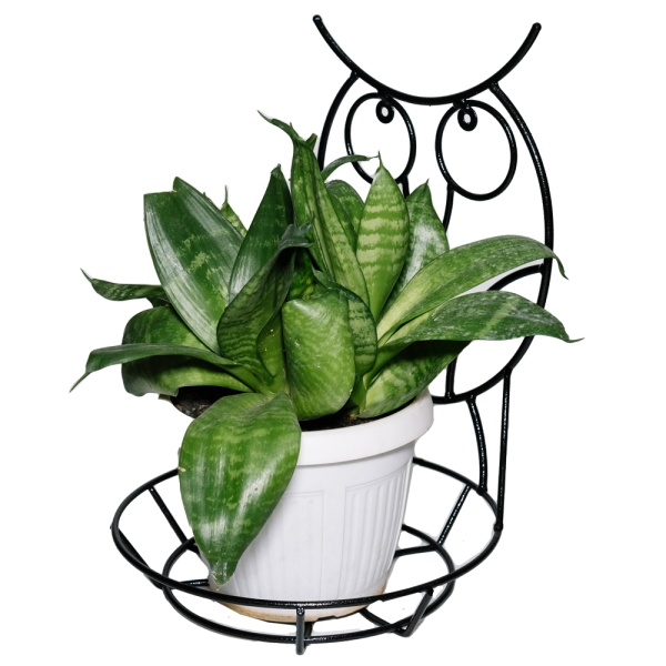 Подставка Настенная РЗДИ Сова 1 горшок черный Подставка Настенная РЗДИ Сова 1 горшок черный