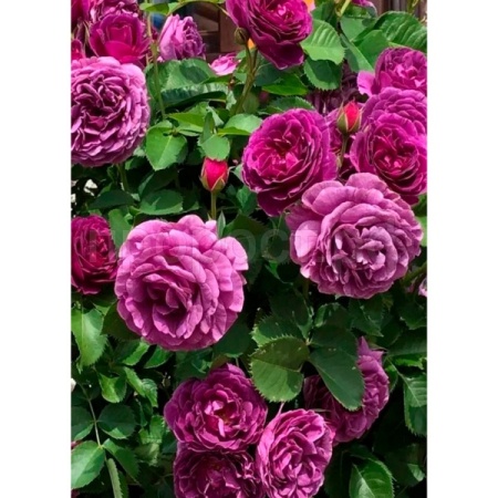 Роза флорибунда  Минерва  Роза флорибунда  Минерва