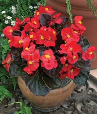 Бегония вечноцветущая бронзоволистная Бада Бум Скарлет 15шт Бегония вечноцветущая бронзоволистная Бада Бум Скарлет 15шт