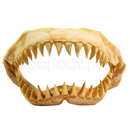 Грот Deksi Челюсти динозавра 1003 31*13*17/Ф7207