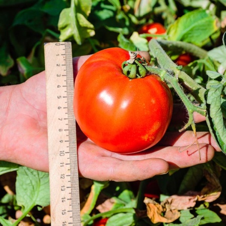 Томат Таня F1 1000 шт Томат Таня F1 1000 шт