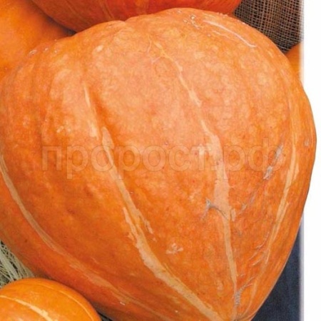 Тыква крупноплодная Россиянка 10г Тыква крупноплодная Россиянка 10г