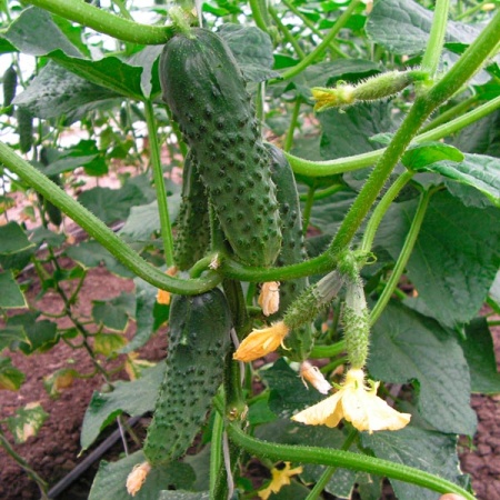 Огурец Маша F1 250 шт Огурец Маша F1 250 шт