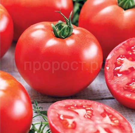 Томат Волгоградский 5/95 0,5г Томат Волгоградский 5/95 0,5г