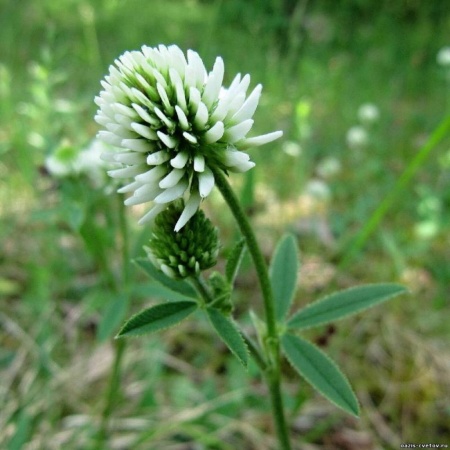 Семена клевера ползучего белого 0,5 кг Семена клевера ползучего белого 0,5 кг