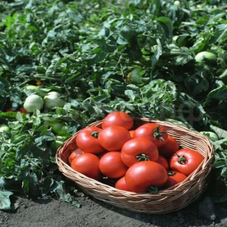 Томат Полбиг F1 1000шт Томат Полбиг F1 1000шт