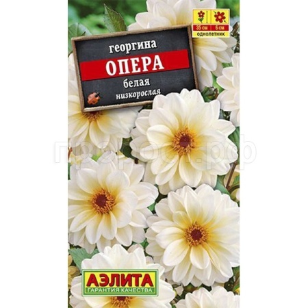 Георгина Опера белая 7шт Георгина Опера белая 7шт